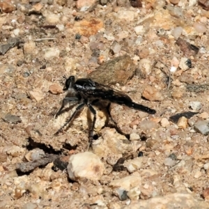 Asilidae (family) at Nail Can Hill - 27 Jan 2024 09:35 AM