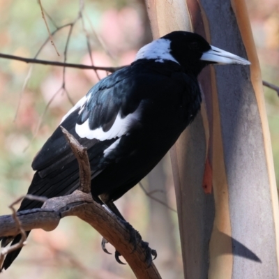 Gymnorhina tibicen (Australian Magpie) at Nail Can Hill - 26 Jan 2024 by KylieWaldon