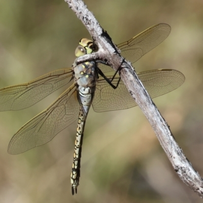 Anax papuensis (Australian Emperor) at Albury - 26 Jan 2024 by KylieWaldon