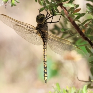 Anax papuensis at Nail Can Hill - 27 Jan 2024