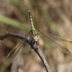 Unidentified Dragonfly (Anisoptera) at West Albury, NSW - 26 Jan 2024 by KylieWaldon