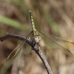 Orthetrum caledonicum (Blue Skimmer) at Nail Can Hill - 27 Jan 2024 by KylieWaldon