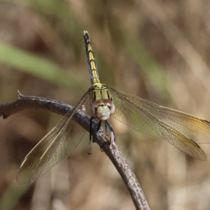 Orthetrum caledonicum at Nail Can Hill - 27 Jan 2024 09:38 AM