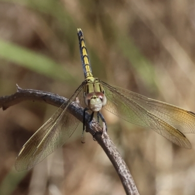 Unidentified Dragonfly (Anisoptera) at West Albury, NSW - 26 Jan 2024 by KylieWaldon