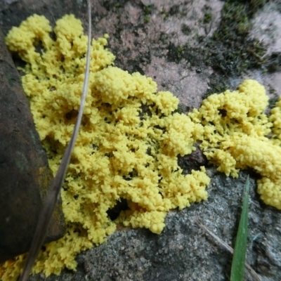 Fuligo septica (Scrambled egg slime) at Charleys Forest, NSW - 28 Jan 2024 by arjay