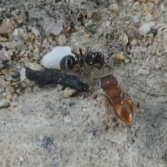 Meranoplus sp. (genus) (Shield Ant) at Charleys Forest, NSW - 27 Jan 2024 by arjay
