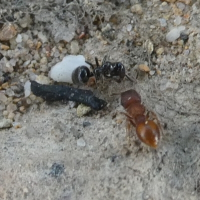 Meranoplus sp. (genus) (Shield Ant) at Charleys Forest, NSW - 27 Jan 2024 by arjay