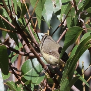 Acanthiza reguloides at Nail Can Hill - 27 Jan 2024