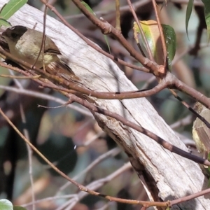 Acanthiza reguloides at Nail Can Hill - 27 Jan 2024