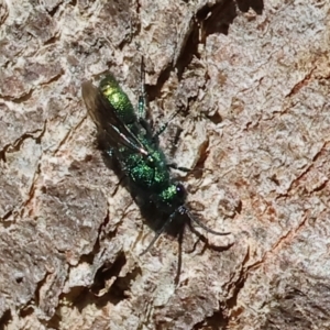 Chrysididae (family) at Albury - 27 Jan 2024 09:44 AM