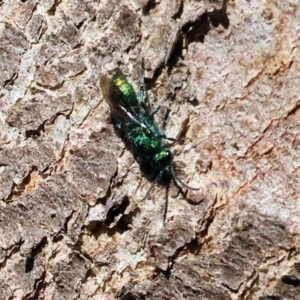 Chrysididae (family) at Albury - 27 Jan 2024 09:44 AM