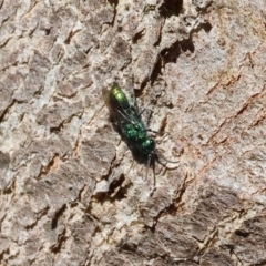 Chrysididae (family) at Albury - 27 Jan 2024