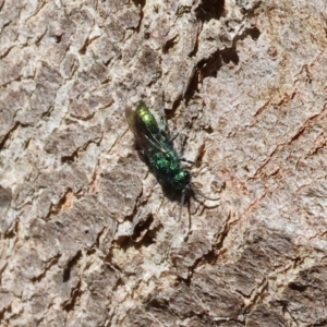 Chrysididae (family) at Albury - 27 Jan 2024 09:44 AM