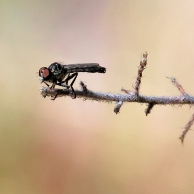 Unidentified Robber fly (Asilidae) at Albury - 27 Jan 2024 by KylieWaldon