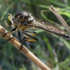 Ommatius coeraebus (a robber fly) at QPRC LGA - 27 Jan 2024 by arjay