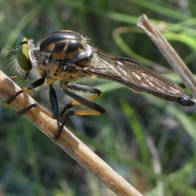 Unidentified Robber fly (Asilidae) at QPRC LGA - 27 Jan 2024 by arjay