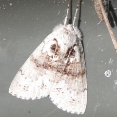 Unidentified Noctuoid moth (except Arctiinae) at QPRC LGA - 27 Jan 2024 by arjay