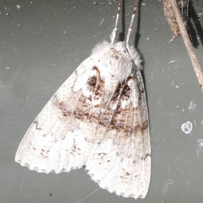 Unidentified Noctuoid moth (except Arctiinae) at QPRC LGA - 27 Jan 2024 by arjay