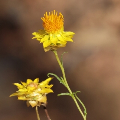 Xerochrysum viscosum (Sticky Everlasting) at Nail Can Hill - 26 Jan 2024 by KylieWaldon