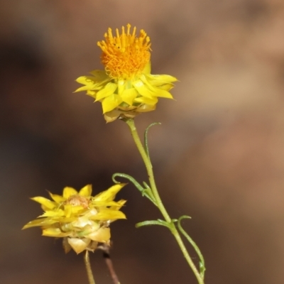 Xerochrysum viscosum (Sticky Everlasting) at Albury - 26 Jan 2024 by KylieWaldon