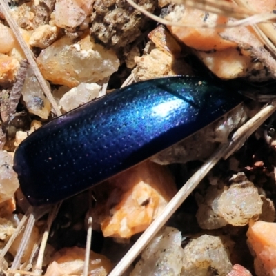 Unidentified Beetle (Coleoptera) at Nail Can Hill - 27 Jan 2024 by KylieWaldon