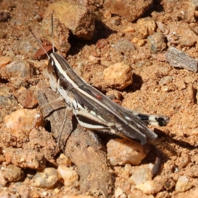 Macrotona australis (Common Macrotona Grasshopper) at Albury - 27 Jan 2024 by KylieWaldon