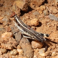Unidentified Grasshopper (several families) at Albury, NSW - 26 Jan 2024 by KylieWaldon