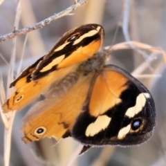 Heteronympha merope (Common Brown Butterfly) at Nail Can Hill - 26 Jan 2024 by KylieWaldon