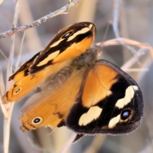 Heteronympha merope at Albury - 27 Jan 2024