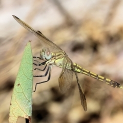 Orthetrum caledonicum (Blue Skimmer) at Nail Can Hill - 27 Jan 2024 by KylieWaldon