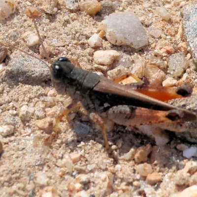 Phaulacridium vittatum (Wingless Grasshopper) at Nail Can Hill - 27 Jan 2024 by KylieWaldon