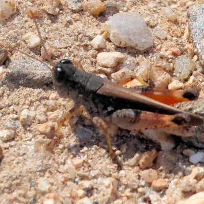 Phaulacridium vittatum (Wingless Grasshopper) at Albury - 26 Jan 2024 by KylieWaldon