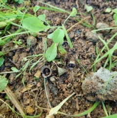 Cyathus sp. (A Bird's Nest Fungus) at Burra, NSW - 27 Jan 2024 by Shairlyn