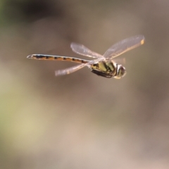 Hemicordulia tau (Tau Emerald) at Nail Can Hill - 26 Jan 2024 by KylieWaldon