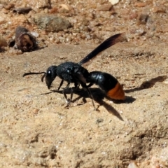 Eumeninae (subfamily) (Unidentified Potter wasp) at Nail Can Hill - 27 Jan 2024 by KylieWaldon