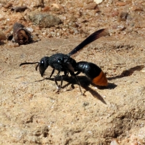Eumeninae (subfamily) at Nail Can Hill - 27 Jan 2024 09:55 AM