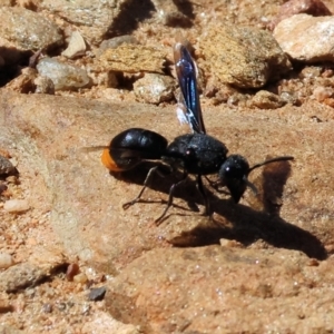 Eumeninae (subfamily) at Nail Can Hill - 27 Jan 2024 09:55 AM