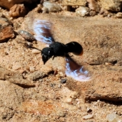 Eumeninae (subfamily) at Nail Can Hill - 27 Jan 2024 09:55 AM