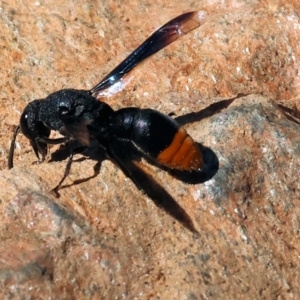 Eumeninae (subfamily) at Nail Can Hill - 27 Jan 2024 09:55 AM