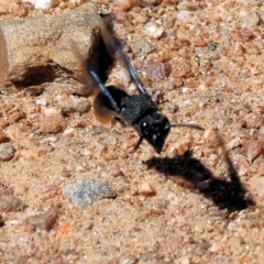 Eumeninae (subfamily) at Nail Can Hill - 27 Jan 2024 09:55 AM