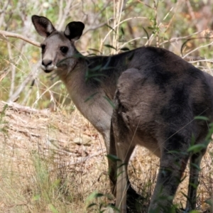 Macropus giganteus at Albury - 27 Jan 2024 09:47 AM