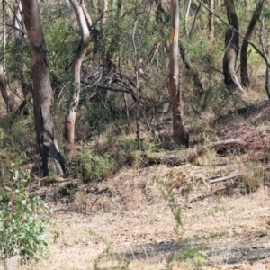 Macropus giganteus at Albury - 27 Jan 2024 09:47 AM