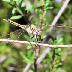 Orthetrum caledonicum (Blue Skimmer) at Nail Can Hill - 27 Jan 2024 by KylieWaldon