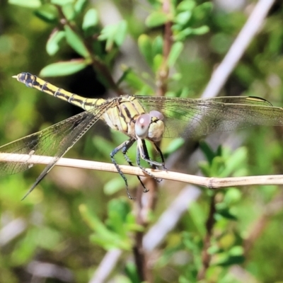 Orthetrum caledonicum at Nail Can Hill - 26 Jan 2024 by KylieWaldon