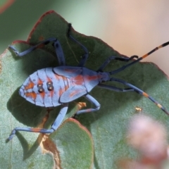 Amorbus sp. (genus) (Eucalyptus Tip bug) at Nail Can Hill - 26 Jan 2024 by KylieWaldon