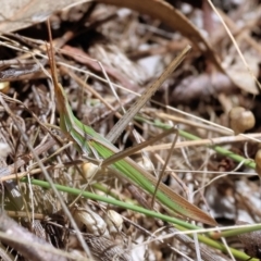 Acrida conica (Giant green slantface) at Nail Can Hill - 27 Jan 2024 by KylieWaldon