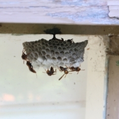 Polistes (Polistella) humilis (Common Paper Wasp) at Hackett, ACT - 27 Jan 2024 by petersan