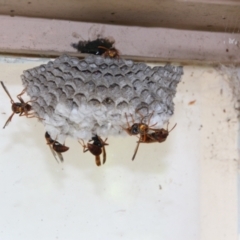 Polistes (Polistella) humilis at Hackett, ACT - suppressed