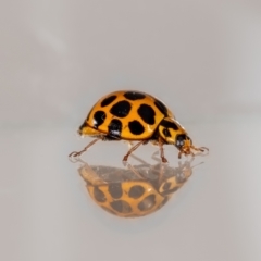 Harmonia conformis (Common Spotted Ladybird) at QPRC LGA - 21 Jan 2024 by MarkT