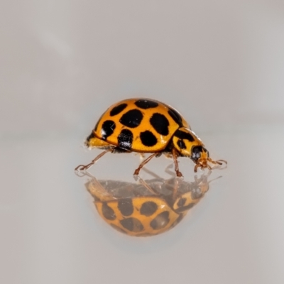 Harmonia conformis (Common Spotted Ladybird) at Jerrabomberra, NSW - 21 Jan 2024 by MarkT